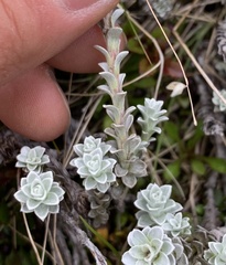 Leucogenes grandiceps