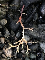 Calliarthron tuberculosum