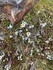 Leucogenes grandiceps