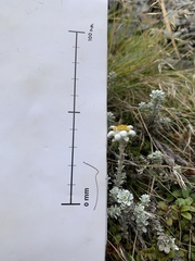 Leucogenes grandiceps