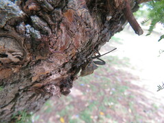 Pachylis argentinus