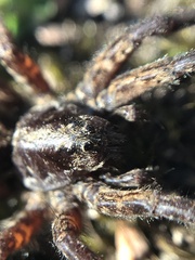 Lycosa australis
