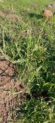 Centaurea solstitialis