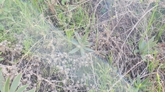Dudleya lanceolata
