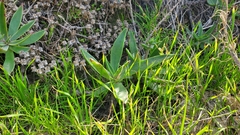 Dudleya lanceolata