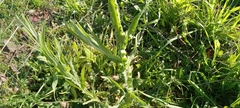Centaurea solstitialis
