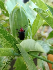 Cacoscelis nigripennis