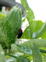 Cacoscelis nigripennis