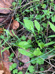 Claytonia