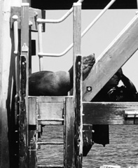 Arctocephalus pusillus