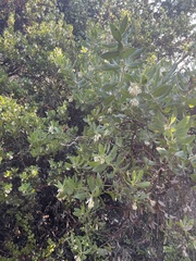 Arctostaphylos virgata