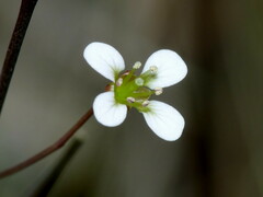 Cardamine dactyloides