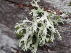 Ramalina subleptocarpha