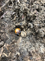 Odontotaenius disjunctus