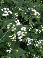 Ageratina altissima