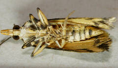 Hednotodes callichroa