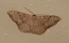 Idaea halmaea
