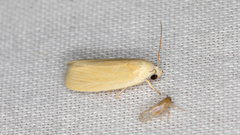 Earias chlorodes
