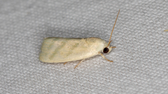 Earias paralella