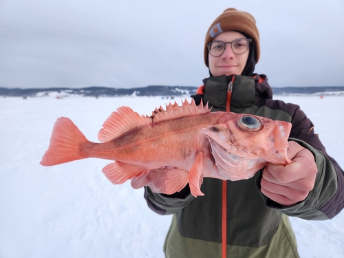 Photo of Beaked redfish (Sebastes mentella)