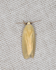 Earias chlorodes
