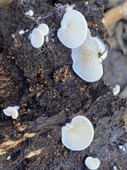 Clitopilus hobsonii