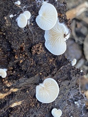 Clitopilus hobsonii