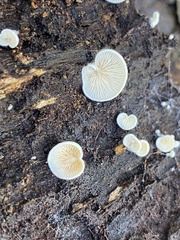 Clitopilus hobsonii