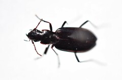Platyninae