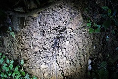 Megaphobema mesomelas