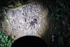 Megaphobema mesomelas