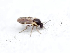 Forcipomyia