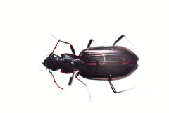 Platyninae