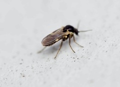 Forcipomyia
