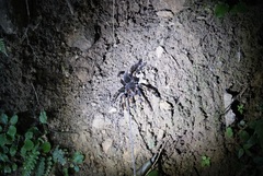 Megaphobema mesomelas