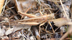 Schistocerca americana