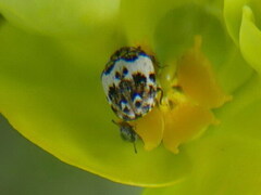 Anthrenus isabellinus