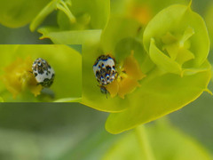 Anthrenus isabellinus