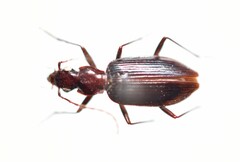 Platyninae