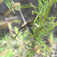 Polistes erythrocephalus