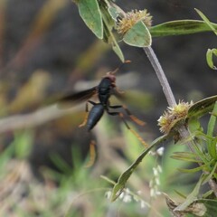 Polistes erythrocephalus
