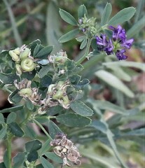Medicago sativa