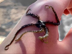 Ophiocoma scolopendrina