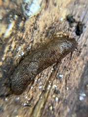 Limacoidei