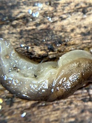 Limacoidei
