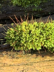 Aulacomnium androgynum