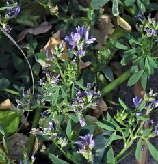 Medicago sativa