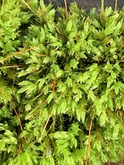 Aulacomnium androgynum