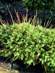 Aulacomnium androgynum