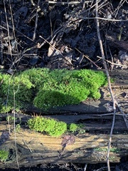 Aulacomnium androgynum